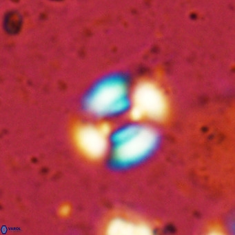 Watznaueria martelae 16210