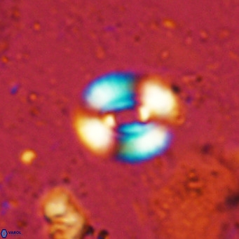 Watznaueria martelae 16211
