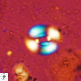 Watznaueria martelae 16211