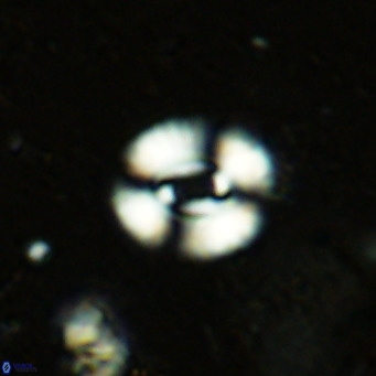 Watznaueria martelae 16212