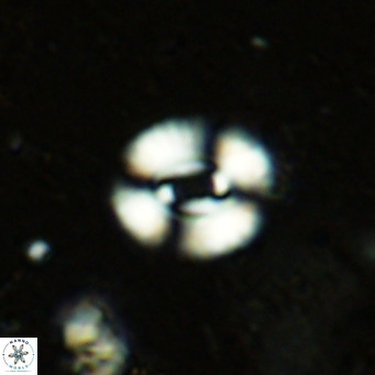 Watznaueria martelae 16212
