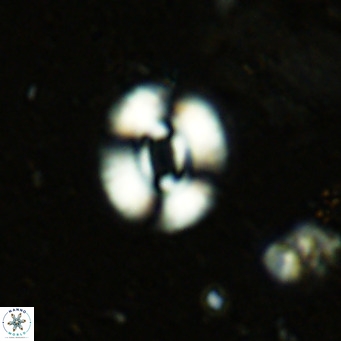 Watznaueria martelae 16213