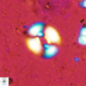 Watznaueria martelae 16215