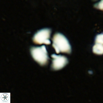 Watznaueria martelae 16216