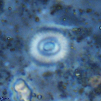 Watznaueria martelae 16223