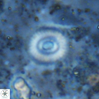 Watznaueria martelae 16223