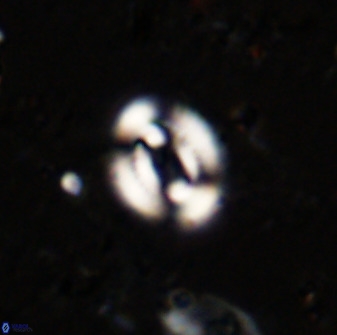 Watznaueria martelae 38941