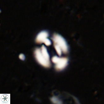 Watznaueria martelae 38941