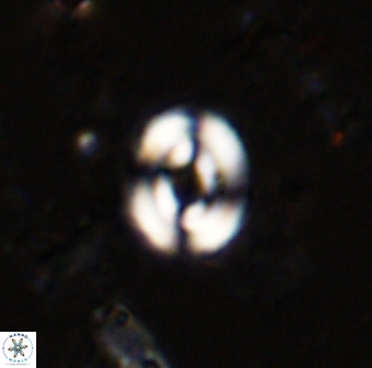 Watznaueria martelae 38944