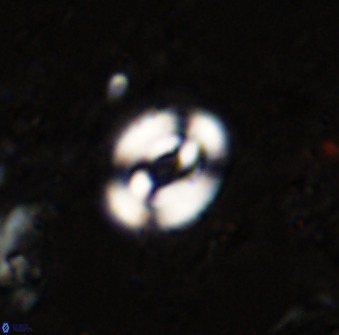 Watznaueria martelae 38945