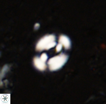 Watznaueria martelae 38945