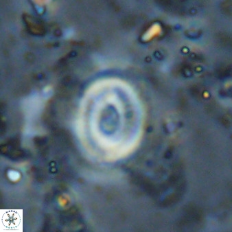 Watznaueria martelae 38952