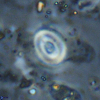 Watznaueria martelae 38953