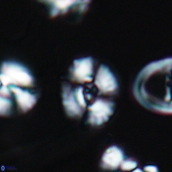 Watznaueria okadai 9482