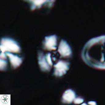 Watznaueria okadai 9482