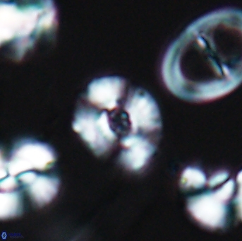 Watznaueria okadai 9484