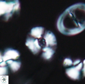Watznaueria okadai 9484