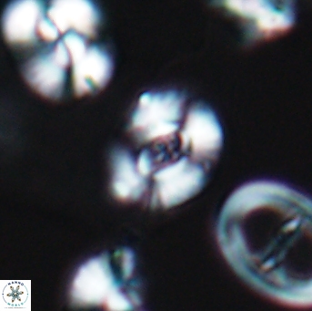 Watznaueria okadai 9486