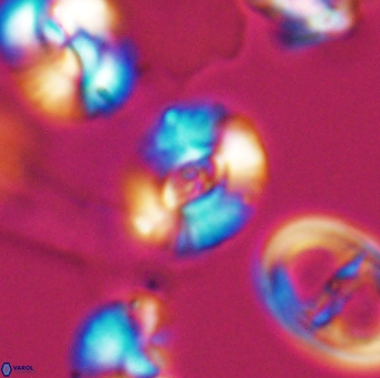 Watznaueria okadai 9488
