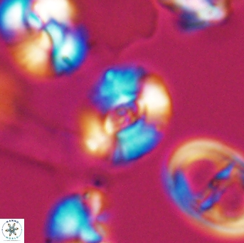 Watznaueria okadai 9488