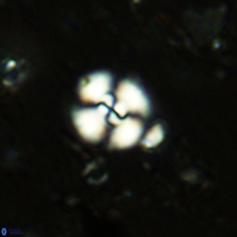 Watznaueria paenepelagicus 13495