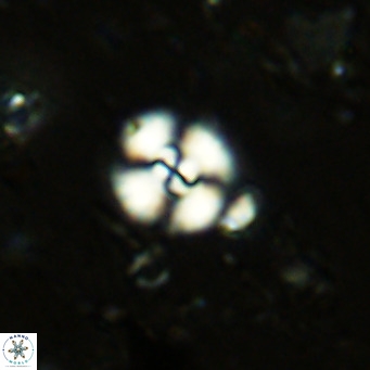 Watznaueria paenepelagicus 13495
