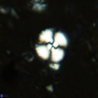 Watznaueria paenepelagicus 13497