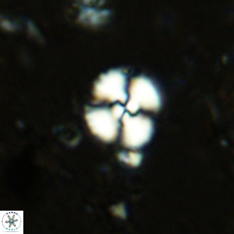 Watznaueria paenepelagicus 13497