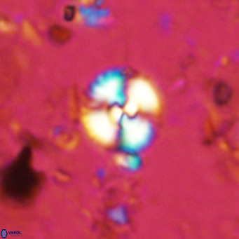 Watznaueria paenepelagicus 13498