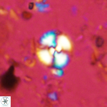 Watznaueria paenepelagicus 13498