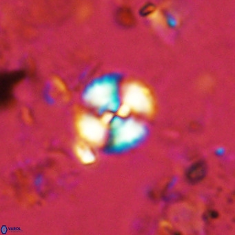 Watznaueria paenepelagicus 13503