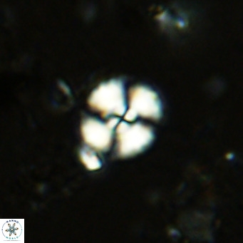 Watznaueria paenepelagicus 13504