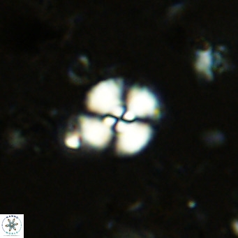Watznaueria paenepelagicus 13505