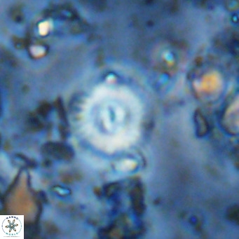 Watznaueria paenepelagicus 13514