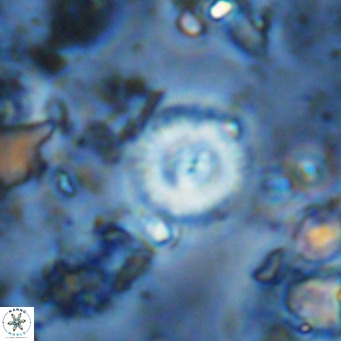 Watznaueria paenepelagicus 13516