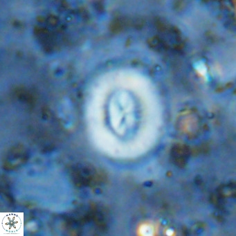 Watznaueria paenepelagicus VR 15269