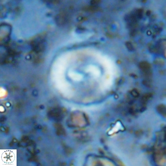Watznaueria paenepelagicus VR 15271