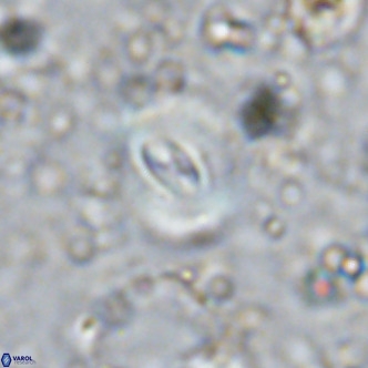 Watznaueria paenepelagicus VR 15276