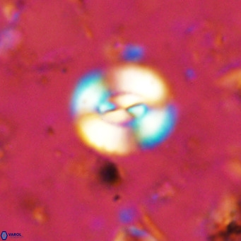 Watznaueria paenepelagicus VR 15278