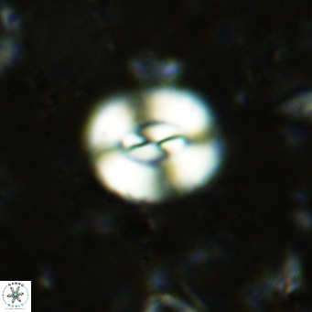 Watznaueria paenepelagicus VR 15281