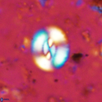 Watznaueria paenepelagicus VR 15287