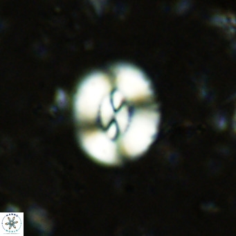 Watznaueria paenepelagicus VR 15288