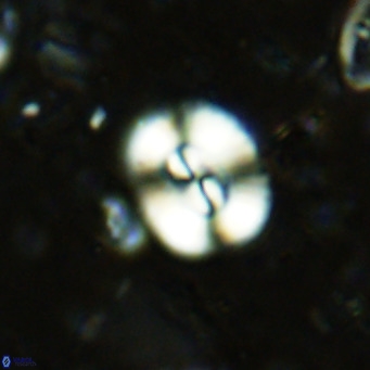 Watznaueria paenepelagicus VR 15291