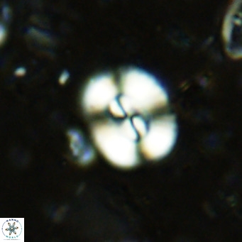 Watznaueria paenepelagicus VR 15291