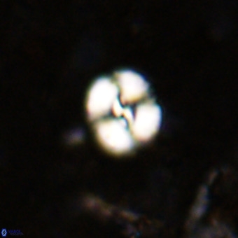 Watznaueria paenepelagicus VR 20184