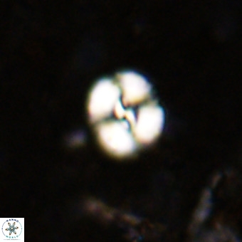 Watznaueria paenepelagicus VR 20184
