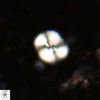Watznaueria paenepelagicus VR 20189