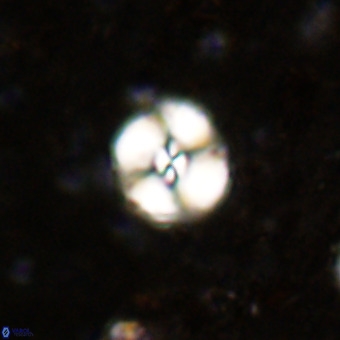 Watznaueria paenepelagicus VR 20190