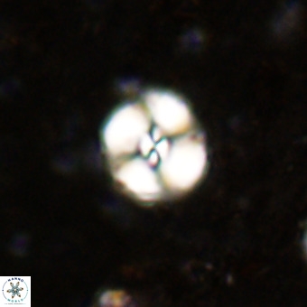 Watznaueria paenepelagicus VR 20190