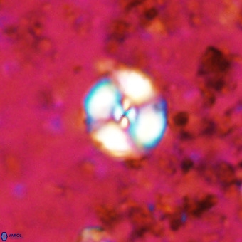 Watznaueria paenepelagicus VR 20191
